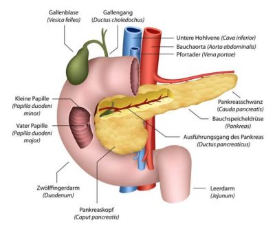 Anatomie der Bauchspeicheldrüse im Körper, Quelle: © bilderzwerg - fotolia.com
