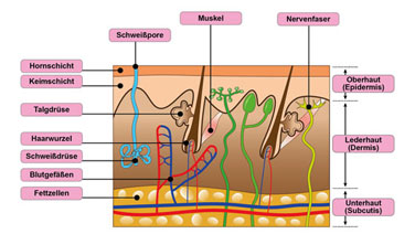 Anatomie und Funktionen: Querschnitt durch die Haut - Hautkrebs