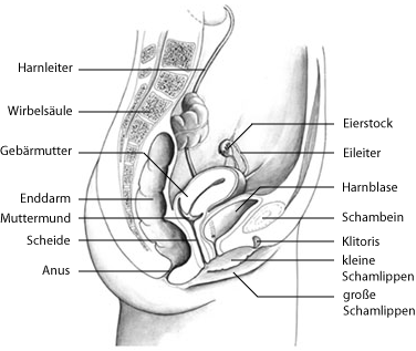Anatomie der Gebärmutter, Quelle: © Prof. Beckmann, Universität-Frauenklinik Erlangen