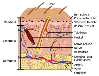 Die Haut - Anatomie und Funktion