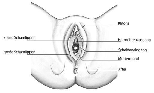 Anatomie Und Funktion Der Ausseren Weiblichen Geschlechtsorgane Dkg 